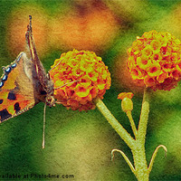 Buy canvas prints of Small Tortoiseshell Butterfly by Julie Coe
