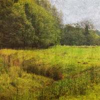 Buy canvas prints of Bottom of the Meadow 2 by Julie Coe