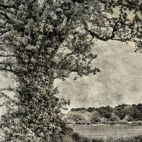 Buy canvas prints of Field in Norfolk by Julie Coe