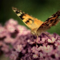 Buy canvas prints of Painted Lady 2 by Julie Coe