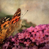 Buy canvas prints of Painted Lady 3 by Julie Coe