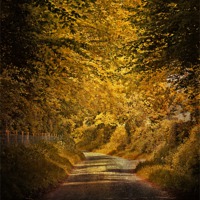 Buy canvas prints of Rural Road by Julie Coe