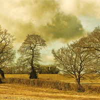Buy canvas prints of Country Scene by Julie Coe