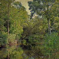Buy canvas prints of Dilham, Norfolk by Julie Coe