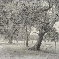 Buy canvas prints of Trees, Fields And Fences by Julie Coe