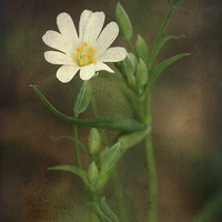 Buy canvas prints of Small White Flower by Julie Coe