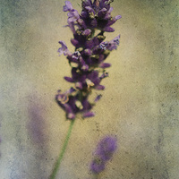 Buy canvas prints of Lavender by Julie Coe