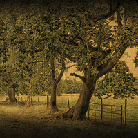 Buy canvas prints of Trees, Fields and Fences 2 by Julie Coe