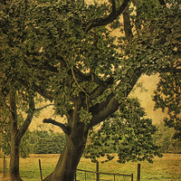 Buy canvas prints of Trees, Fields and Fences 3 by Julie Coe