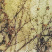 Buy canvas prints of Autumns Last 3 by Julie Coe