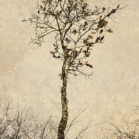 Buy canvas prints of Autumn Tree by Julie Coe