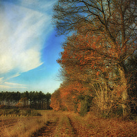 Buy canvas prints of Autumn Walk by Julie Coe