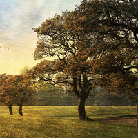 Buy canvas prints of Five Trees by Julie Coe