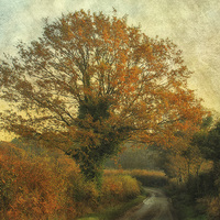 Buy canvas prints of Plumstead Road by Julie Coe