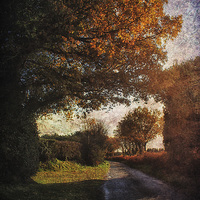 Buy canvas prints of Little Barningham Road by Julie Coe