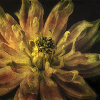 Buy canvas prints of Aquilegia Flower by Julie Coe