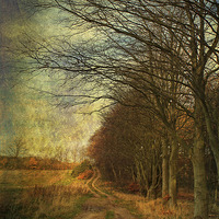 Buy canvas prints of December Walks by Julie Coe