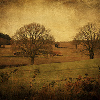 Buy canvas prints of Trees, Fields and Barns by Julie Coe