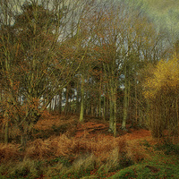 Buy canvas prints of Woodland Colours by Julie Coe