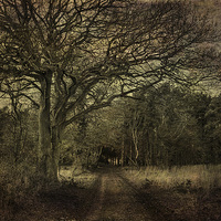 Buy canvas prints of Darkened Woods by Julie Coe