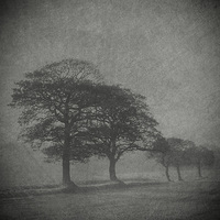 Buy canvas prints of Misty Trees by Julie Coe