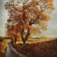 Buy canvas prints of Sweetbriar Trees by Julie Coe