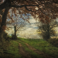 Buy canvas prints of Norfolk Walks 4 by Julie Coe