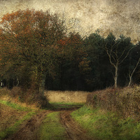Buy canvas prints of Between Trees by Julie Coe