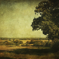 Buy canvas prints of Along The Field by Julie Coe