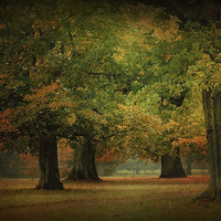 Buy canvas prints of Through Trees by Julie Coe