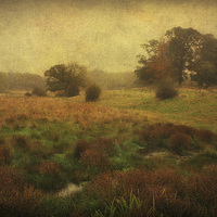 Buy canvas prints of Meadow Fog by Julie Coe