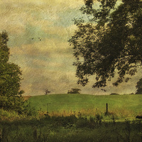 Buy canvas prints of Blickling Woods by Julie Coe