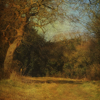 Buy canvas prints of Walking The Countryside by Julie Coe