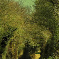 Buy canvas prints of Green Lane by Julie Coe