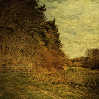 Buy canvas prints of Field Gate by Julie Coe