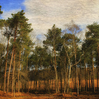 Buy canvas prints of Tree Surrounds by Julie Coe