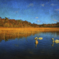 Buy canvas prints of Swans At Selbrigg 2 by Julie Coe