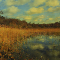 Buy canvas prints of Selbrigg Pond 2 by Julie Coe