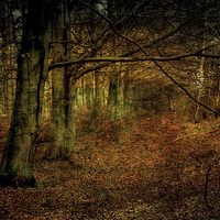 Buy canvas prints of Creepy Woods by Julie Coe