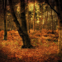 Buy canvas prints of Creepy Woods 2 by Julie Coe