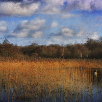 Buy canvas prints of Swans At Selbrigg 3 by Julie Coe