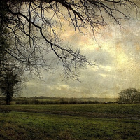Buy canvas prints of Field View by Julie Coe