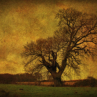 Buy canvas prints of Tree In A Field! by Julie Coe