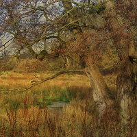 Buy canvas prints of Tree In A Meadow by Julie Coe