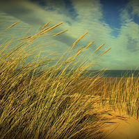 Buy canvas prints of Holkham Dunes by Julie Coe