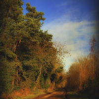 Buy canvas prints of Pond Hills Road 7 by Julie Coe