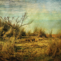 Buy canvas prints of Beach Tree by Julie Coe