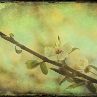 Buy canvas prints of Springtime Blossom by Julie Coe