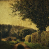 Buy canvas prints of Private Lane by Julie Coe