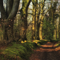 Buy canvas prints of Woodland by Julie Coe